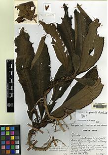 Type specimen at Edinburgh (E). Burtt, Brian; Woods, Patrick: B.2575. Barcode: E00062441.