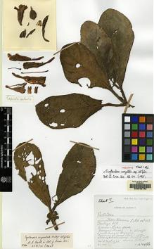 Type specimen at Edinburgh (E). Burtt, Brian: B.11466. Barcode: E00062442.