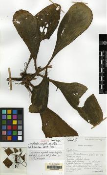 Type specimen at Edinburgh (E). Burtt, Brian: B.11466. Barcode: E00062443.