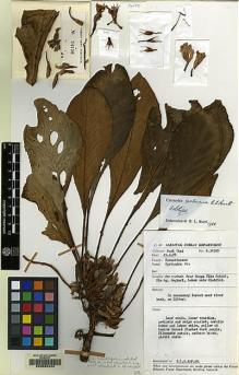 Type specimen at Edinburgh (E). Chai, Paul: S.34100. Barcode: E00062444.