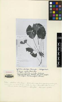 Type specimen at Edinburgh (E). Winkler, Hans: 918. Barcode: E00062445.