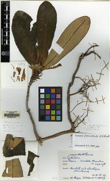Type specimen at Edinburgh (E). Meijer, W.: SAN 38559. Barcode: E00062447.