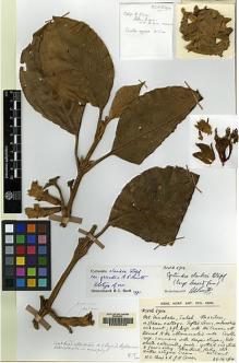 Type specimen at Edinburgh (E). Chew, Wee-Lek; Corner, Edred: RSNB 5914. Barcode: E00062449.