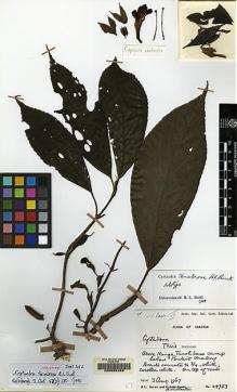 Type specimen at Edinburgh (E). Burtt, Brian; Martin, Adam: B.4783. Barcode: E00062453.
