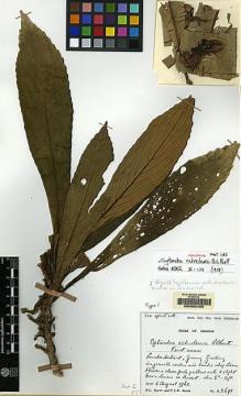 Type specimen at Edinburgh (E). Burtt, Brian; Woods, Patrick: B.2691. Barcode: E00062455.