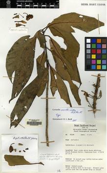 Type specimen at Edinburgh (E). Argent, George; Mitchell, David: 91204. Barcode: E00062457.