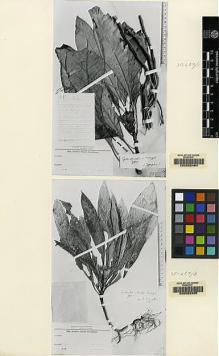Type specimen at Edinburgh (E). Winkler, Hans: 663. Barcode: E00062464.