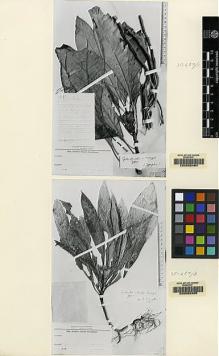 Type specimen at Edinburgh (E). Winkler, Hans: 451. Barcode: E00062465.