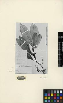 Type specimen at Edinburgh (E). Winkler, Hans: 451. Barcode: E00062467.