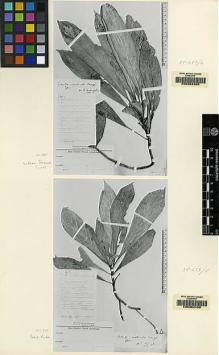 Type specimen at Edinburgh (E). Winkler, Hans: 1215. Barcode: E00062468.