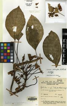 Type specimen at Edinburgh (E). Chew, Wee-Lek; Corner, Edred; Stainton, John: 2811. Barcode: E00062470.