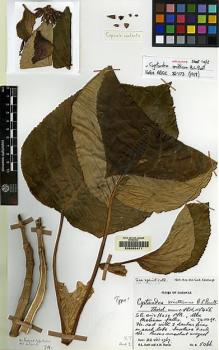 Type specimen at Edinburgh (E). Burtt, Brian; Martin, Adam: B.5066. Barcode: E00062471.