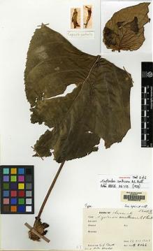 Type specimen at Edinburgh (E). Burtt, Brian; Martin, Adam: B.5066. Barcode: E00062472.