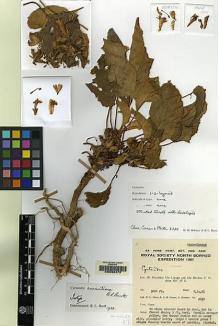 Type specimen at Edinburgh (E). Chew, Wee-Lek; Corner, Edred; Stainton, John: 2820. Barcode: E00062473.