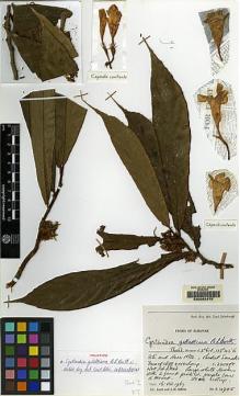 Type specimen at Edinburgh (E). Burtt, Brian; Martin, Adam: B.4945. Barcode: E00062475.