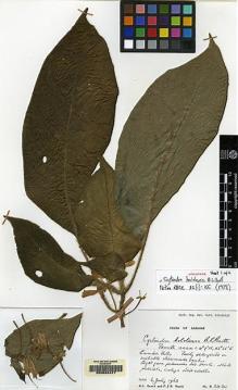 Type specimen at Edinburgh (E). Burtt, Brian; Woods, Patrick: B.2420. Barcode: E00062477.