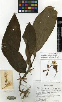 Type specimen at Edinburgh (E). Burtt, Brian; Woods, Patrick: B.2420. Barcode: E00062478.