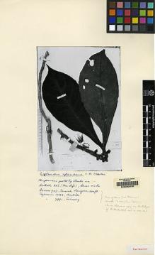 Type specimen at Edinburgh (E). Beccari, Odoardo: 947. Barcode: E00062479.