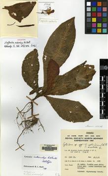 Type specimen at Edinburgh (E). Chew, Wee-Lek; Corner, Edred; Stainton, John: 1181. Barcode: E00062481.