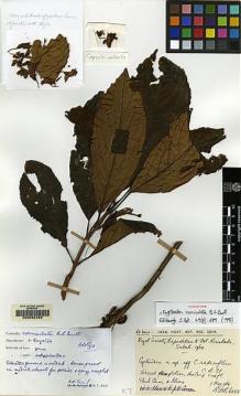 Type specimen at Edinburgh (E). Chai, Paul; Paie, Ilias: RSNB 6035. Barcode: E00062482.
