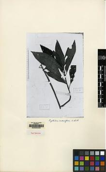 Type specimen at Edinburgh (E). Beccari, Odoardo: 2318. Barcode: E00062483.