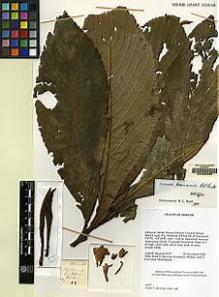Type specimen at Edinburgh (E). Beaman, John: 8127. Barcode: E00062484.