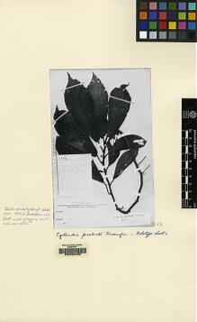 Type specimen at Edinburgh (E). Winkler, Hans: 1181. Barcode: E00062485.