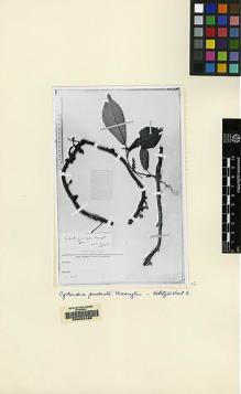 Type specimen at Edinburgh (E). Winkler, Hans: 1181. Barcode: E00062486.