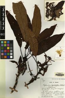 Type specimen at Edinburgh (E). Burtt, Brian; Woods, Patrick: B.2098. Barcode: E00062489.