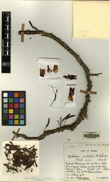 Type specimen at Edinburgh (E). Burtt, Brian; Martin, Adam: B.4805. Barcode: E00062490.
