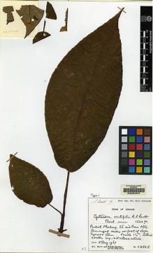 Type specimen at Edinburgh (E). Burtt, Brian; Martin, Adam: B.4805. Barcode: E00062491.