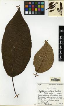 Type specimen at Edinburgh (E). Burtt, Brian; Martin, Adam: B.4805. Barcode: E00062492.