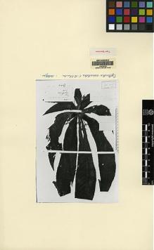 Type specimen at Edinburgh (E). Teysmann, Johannes: 11224. Barcode: E00062495.