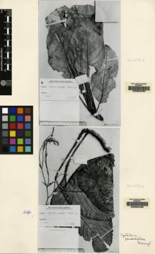 Type specimen at Edinburgh (E). Winkler, Hans: 1399. Barcode: E00062498.