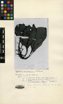 Type specimen at Edinburgh (E). Beccari, Odoardo: 153. Barcode: E00062500.