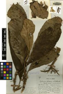 Type specimen at Edinburgh (E). Burtt, Brian; Woods, Patrick: 2365. Barcode: E00062501.