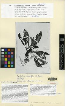Type specimen at Edinburgh (E). Beccari, Odoardo: 3842. Barcode: E00062502.