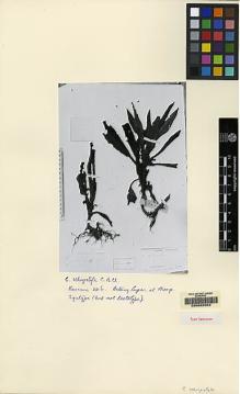 Type specimen at Edinburgh (E). Beccari, Odoardo: 3316. Barcode: E00062503.