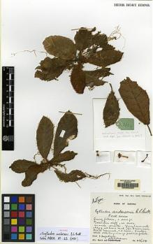 Type specimen at Edinburgh (E). Burtt, Brian: B.2654. Barcode: E00062504.