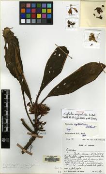 Type specimen at Edinburgh (E). Burtt, Brian; Woods, Patrick: B.2361. Barcode: E00062505.