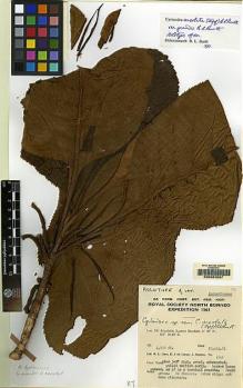 Type specimen at Edinburgh (E). Chew, Wee-Lek; Corner, Edred; Stainton, John: 1541. Barcode: E00062507.