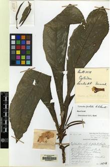 Type specimen at Edinburgh (E). Burtt, Brian: 11518. Barcode: E00062511.