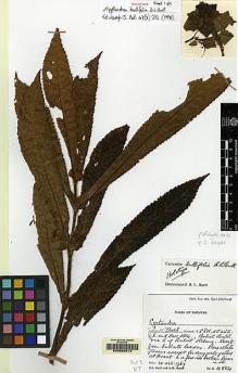 Type specimen at Edinburgh (E). Burtt, Brian; Martin, Adam: B.4884. Barcode: E00062512.