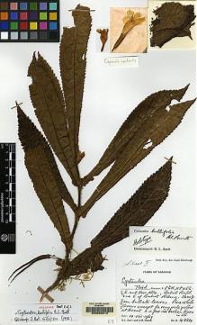 Type specimen at Edinburgh (E). Burtt, Brian; Martin, Adam: B.4884. Barcode: E00062513.