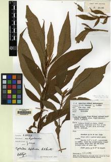 Type specimen at Edinburgh (E). Anderson, James: S.28899. Barcode: E00062515.