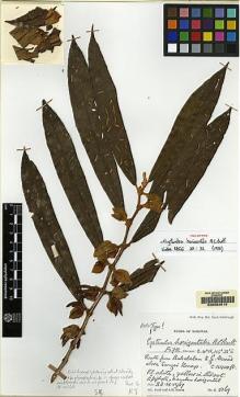 Type specimen at Edinburgh (E). Burtt, Brian; Martin, Adam: B.5169. Barcode: E00062519.