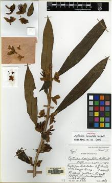 Type specimen at Edinburgh (E). Burtt, Brian; Martin, Adam: B.5169. Barcode: E00062520.
