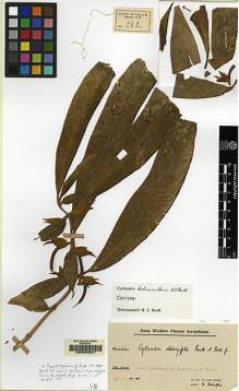 Type specimen at Edinburgh (E). Winkler, Hans: 242. Barcode: E00062521.