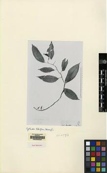 Type specimen at Edinburgh (E). Haviland, George; Hose, Charles: 3537. Barcode: E00062523.