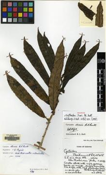 Type specimen at Edinburgh (E). Burtt, Brian; Martin, Adam: B.5012. Barcode: E00062524.